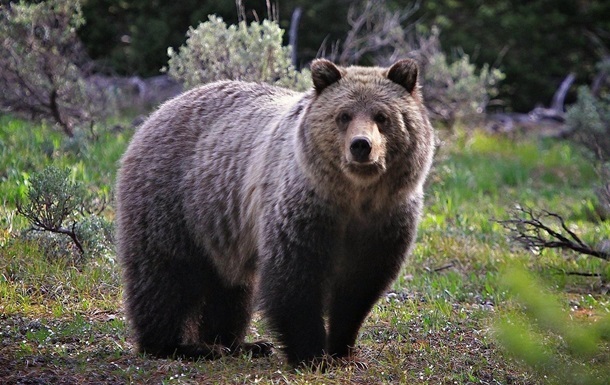 Медведь в США пробрался в гостиницу и усныл на раковине