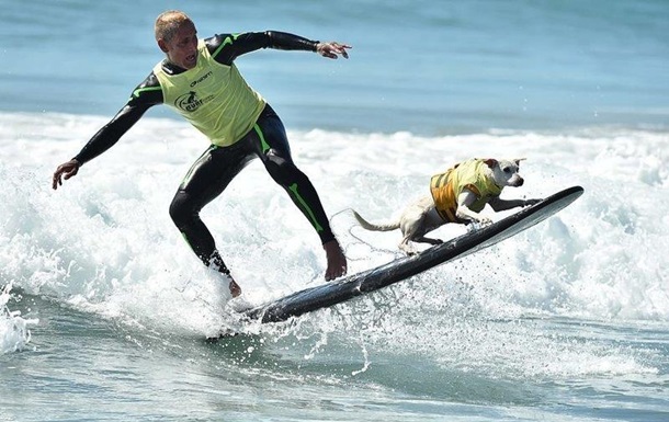 В США на фестивале выступили собаки-серфингисты