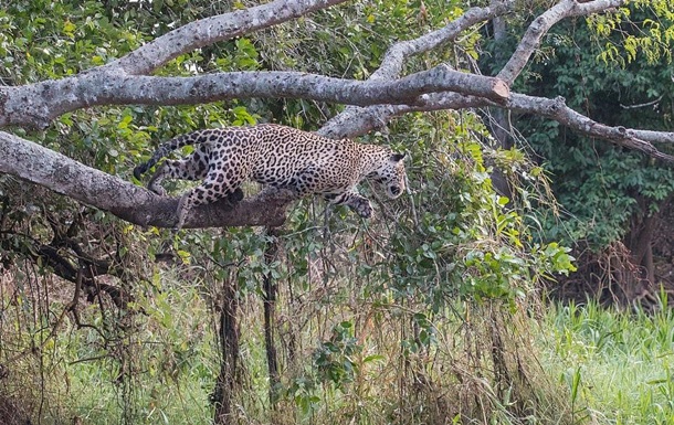 Турист снял смертельную схватку ягуара и каймана