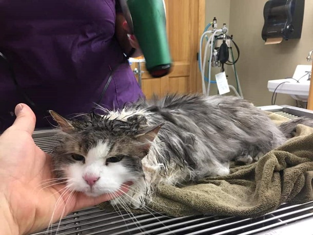 В США спасли замерзшую кошку 3 В США спасли замерзшую кошку