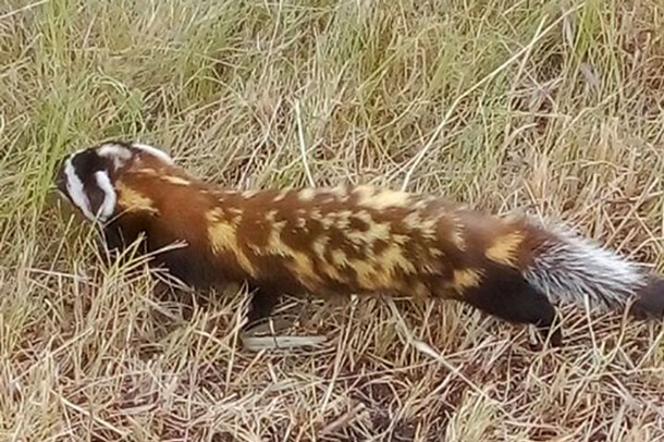 Редкое животное нашли в Харьковской области