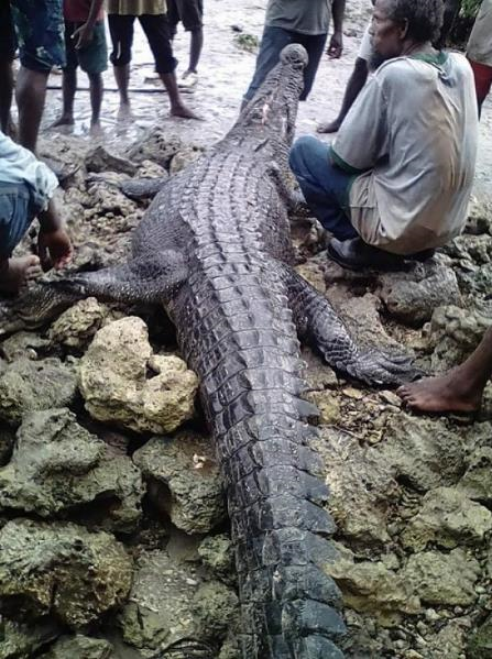 Селяне поймали и убили крокодила-людоеда