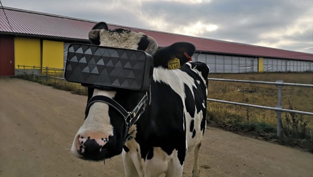 В РФ протестировали виртуальные очки для коров