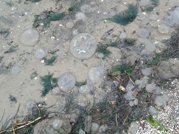 На Днепро-Бугском лимане зафиксировано нашествие медуз: «я побежала проверить, а их – миллионы