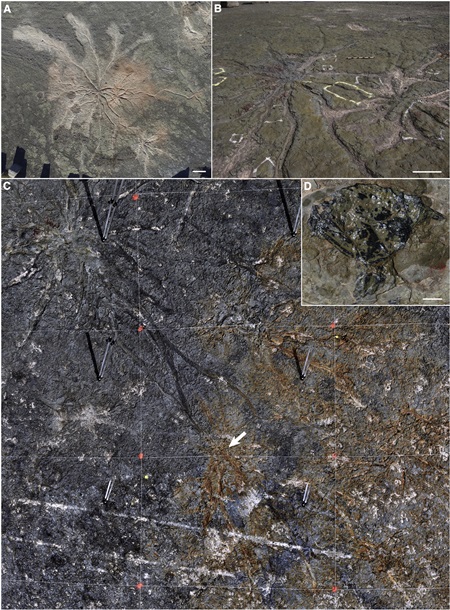 В США нашли следы древнейшего леса 2 В США нашли следы древнейшего леса