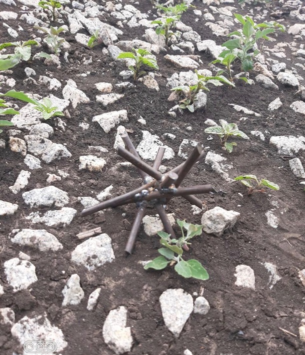 На Луганщине из-за действий контрабандистов погибли 400 утят На Луганщине из-за действий контрабандистов погибли 400 утят