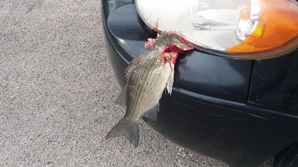 Рыба упала с неба на автомобиль в США. ФОТО