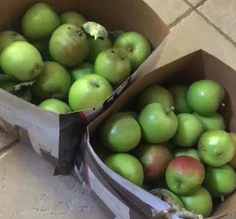 Раздавшую бесплатно яблоки британку оштрафовали. ФОТО