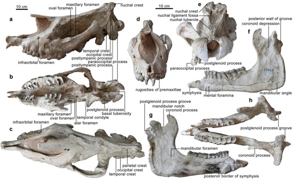 В Китае открыли новый вид гигантского носорога 1 В Китае открыли новый вид гигантского носорога