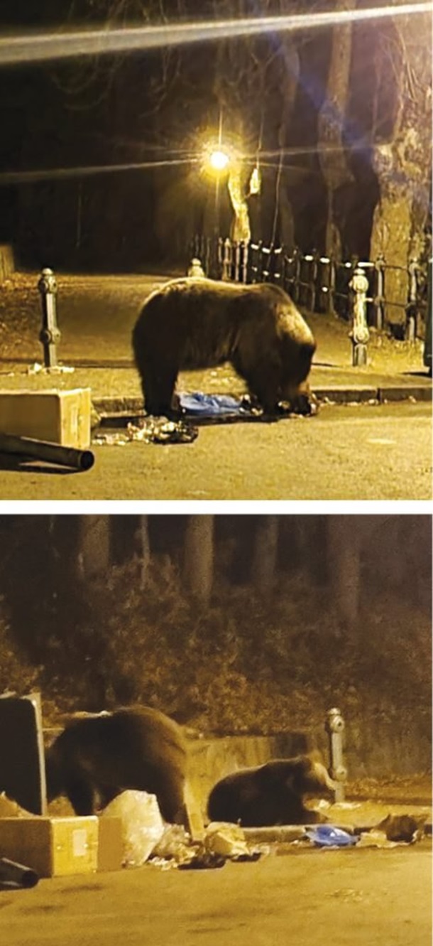 В Румынии на украинских туристов напала медведица