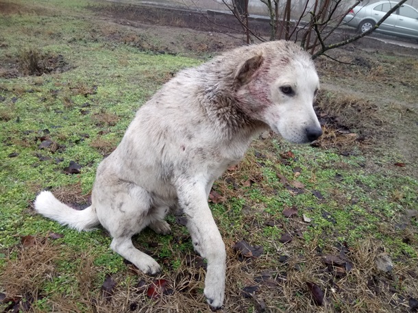 В Одесской области бойцовские собаки чуть не растерзали дворнягу и напали на полицейского