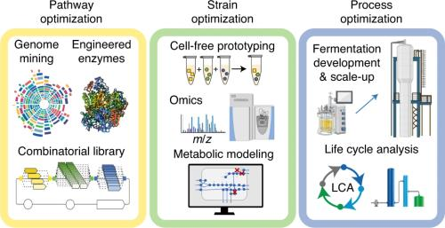 Ученые синтезировали бактерии, превращающие углекислый газ в спирт Ученые синтезировали бактерии, превращающие углекислый газ в спирт