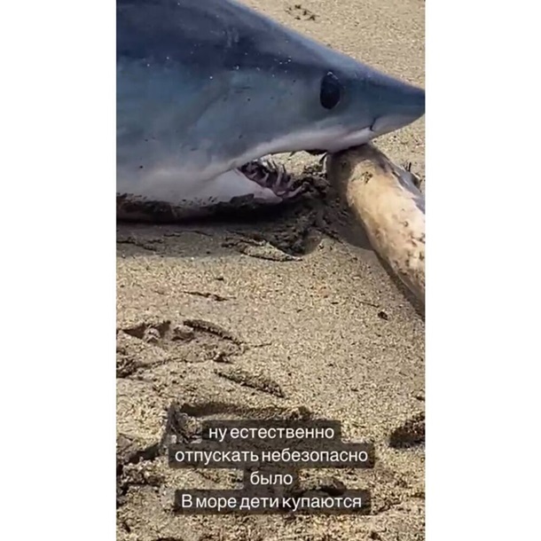 В России модель убила акулу ради фотосессии