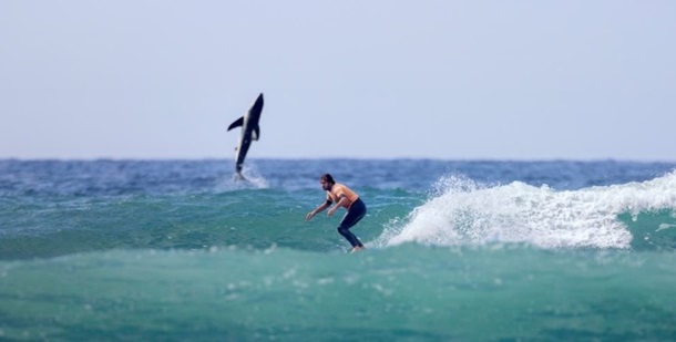 Фотограф сделал случайный снимок акулы вблизи серфингиста