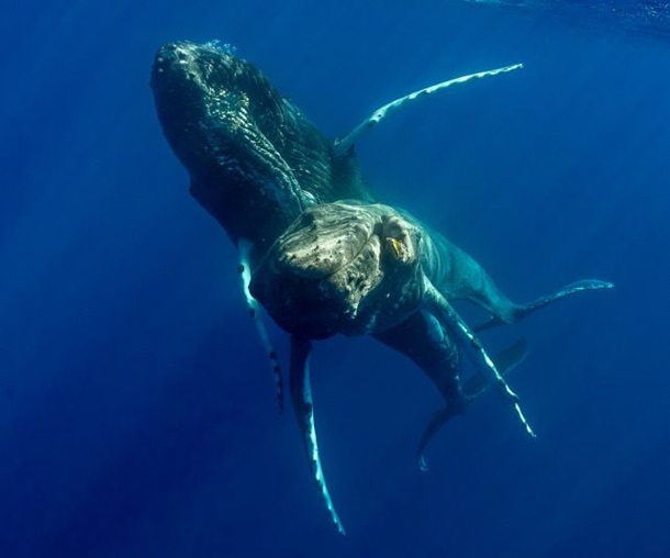 На камеру впервые попало спаривание горбатых китов - оба оказались самцами