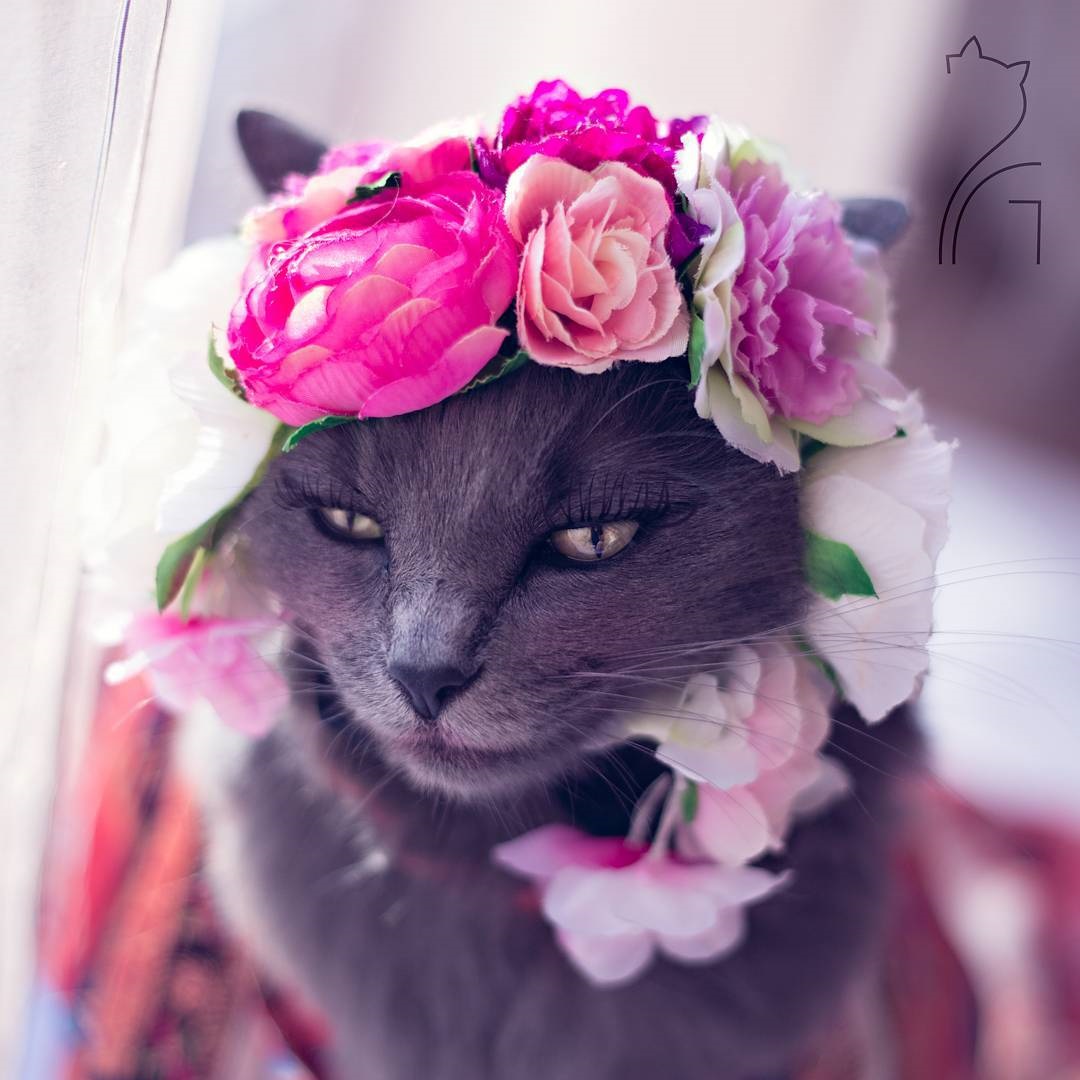 Кошка-модница с макияжем стала звездой Instagram - Korrespondent.net