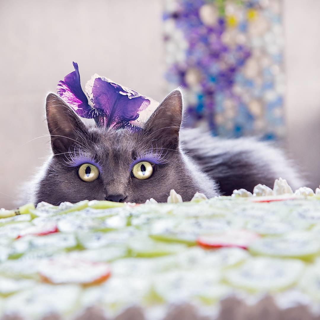 Кошка-модница с макияжем стала звездой Instagram - Korrespondent.net