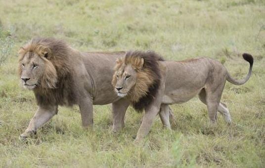 Ай Саямамен порно