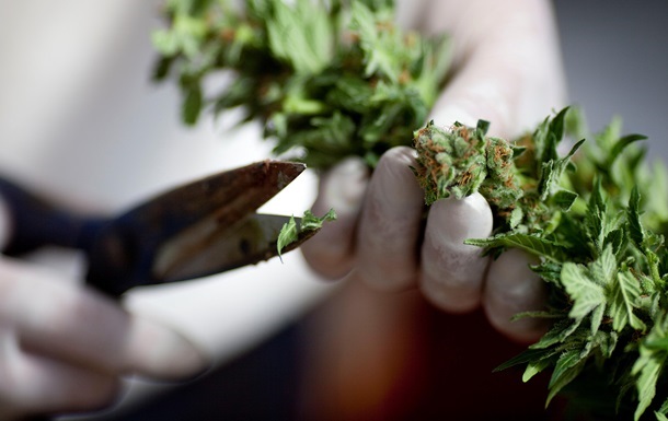 Легальная продажа марихуаны семена конопли доставка курьером по москве