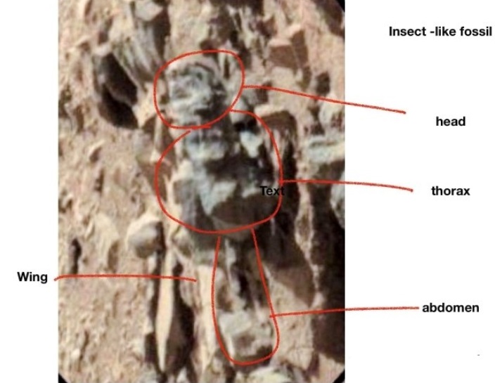 Ученый разглядел на Марсе насекомых