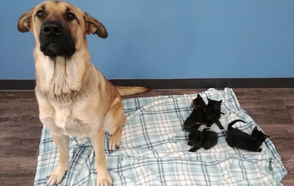 Бездомная собака спасла от смерти котят и прославилась - Korrespondent.net
