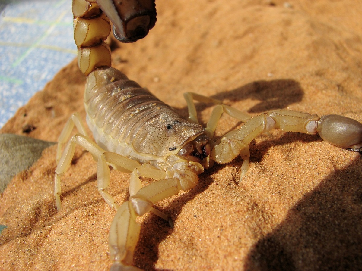 В Египте курортный город заполонили скорпионы: есть жертвы -  Korrespondent.net