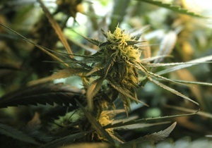 Страны с плантациями конопли правильно сушить марихуану