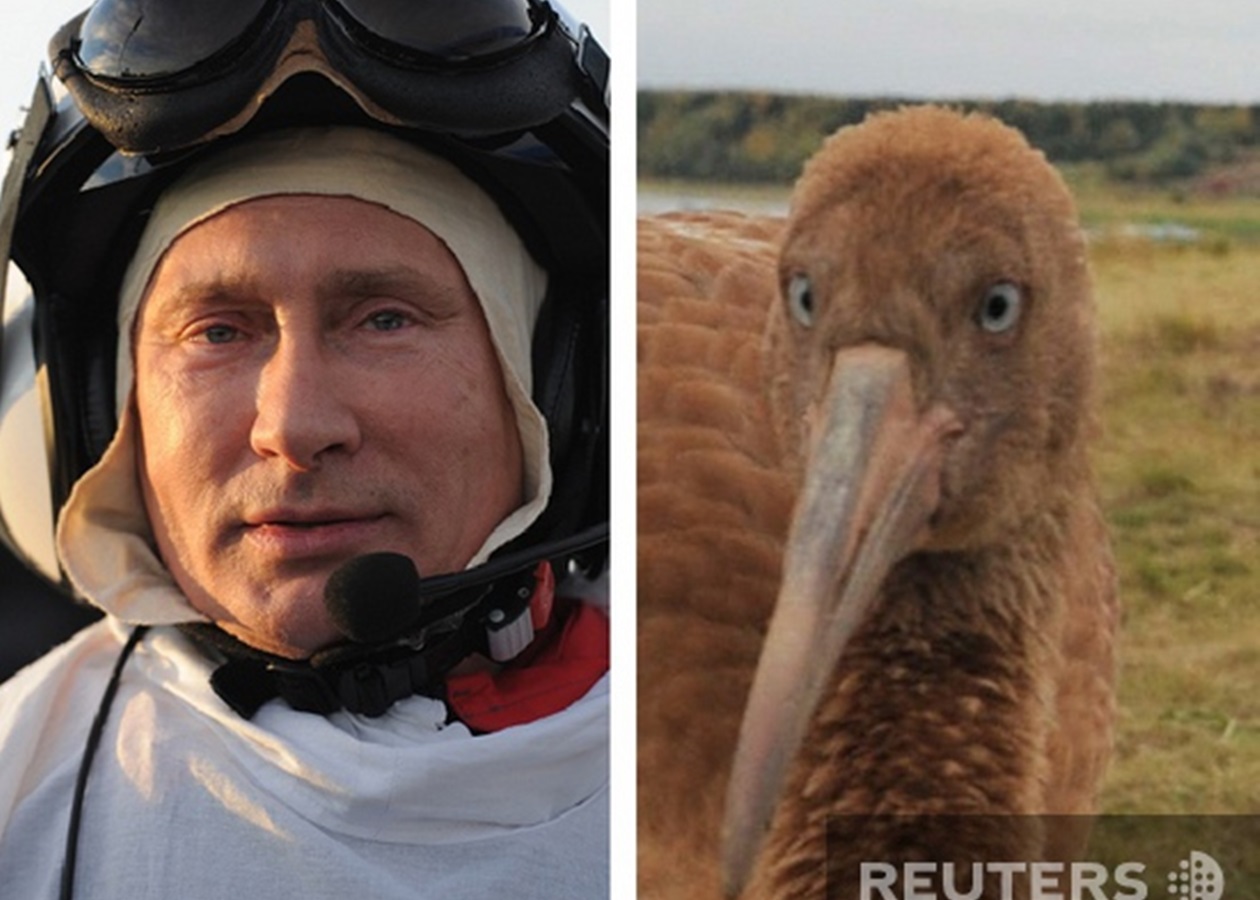 Путин - альфа-самец. Президент России возглавил стаю журавлей ...