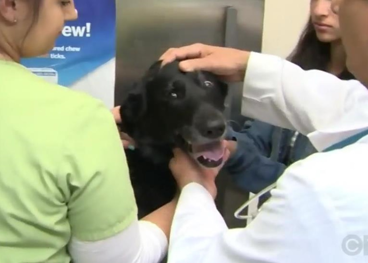 Собака съела своих щенков. Главный питомец в США. Врачи делают операцию собаке. Собака и съеденные ей кости из желудка фото ветеринара.