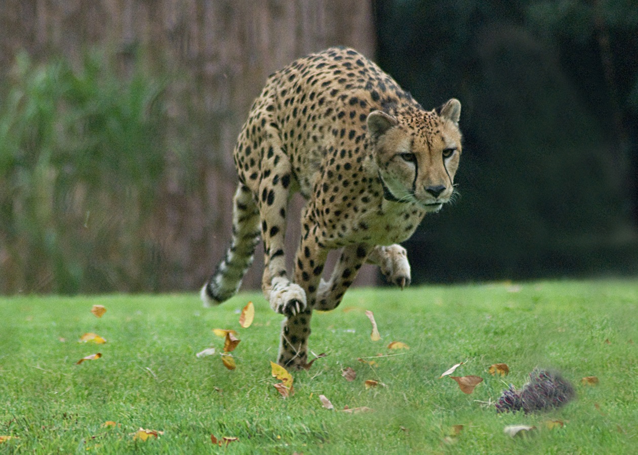 Очень много крупных и быстрых животных. Гепард рекорды. Самое быстрое животное в мире. США гепард.