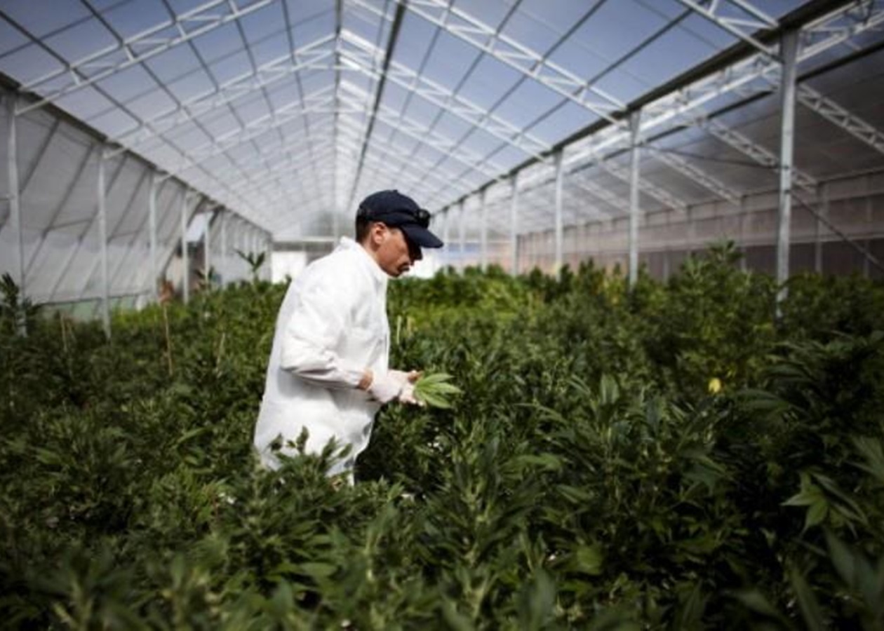 выращивание к марихуаны в голландии