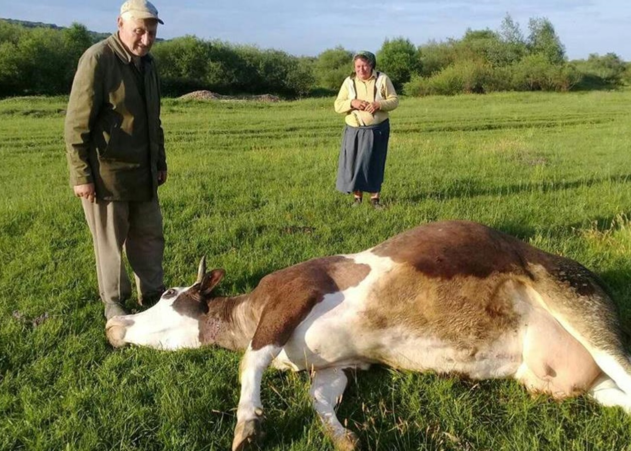 На Прикарпатье массовое отравление коров: фото - Korrespondent.net