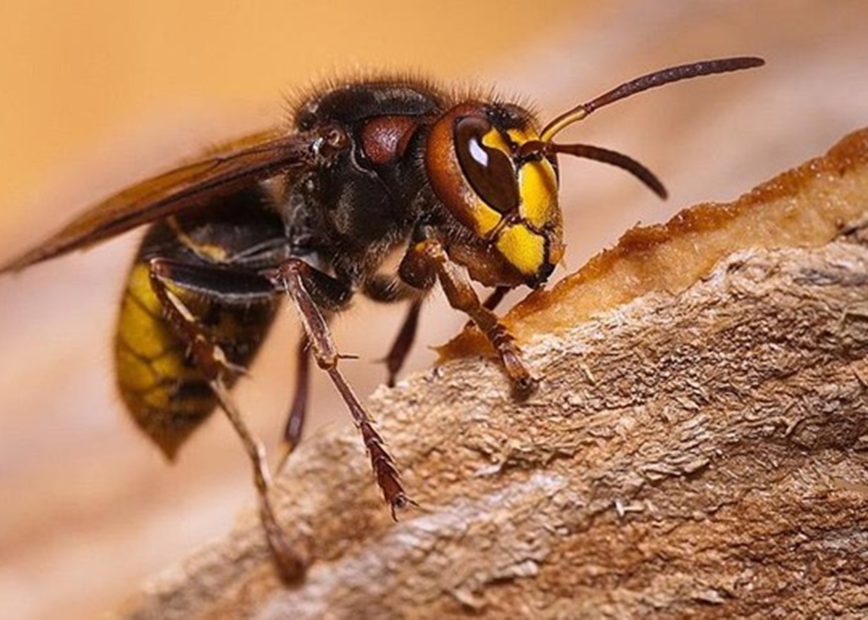 Пчелы, осы, шмели и шершни: чей укус опаснее?