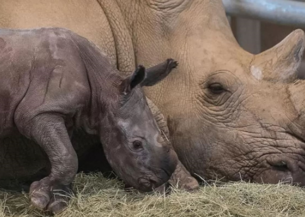 Сколько детенышей носорога родилось в 2001 году. Самка носорога. Детеныш носорога. Носорог родился. Белый носорог детеныш.
