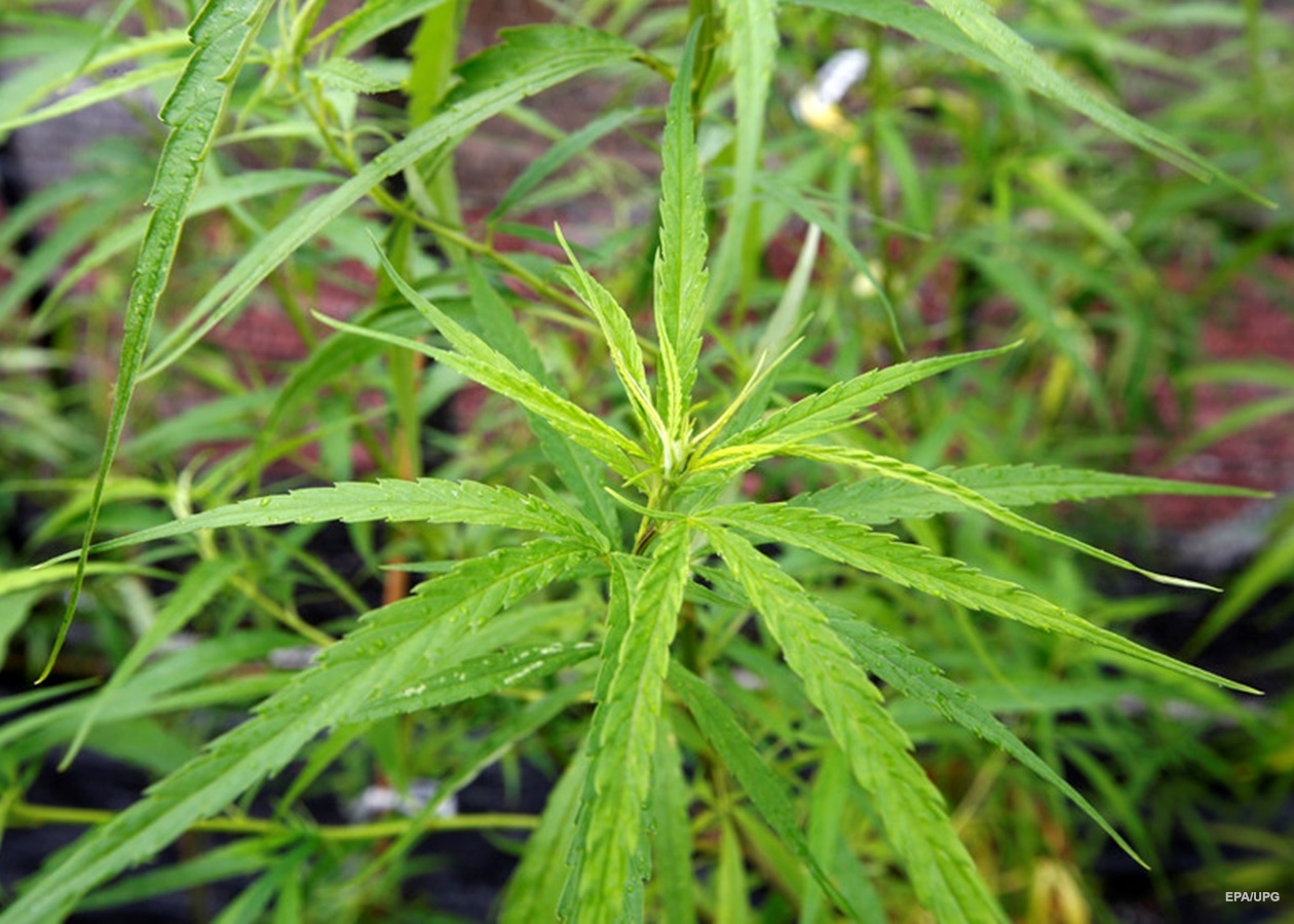 Влияние марихуаны на деторождение в лесу выращивали коноплю
