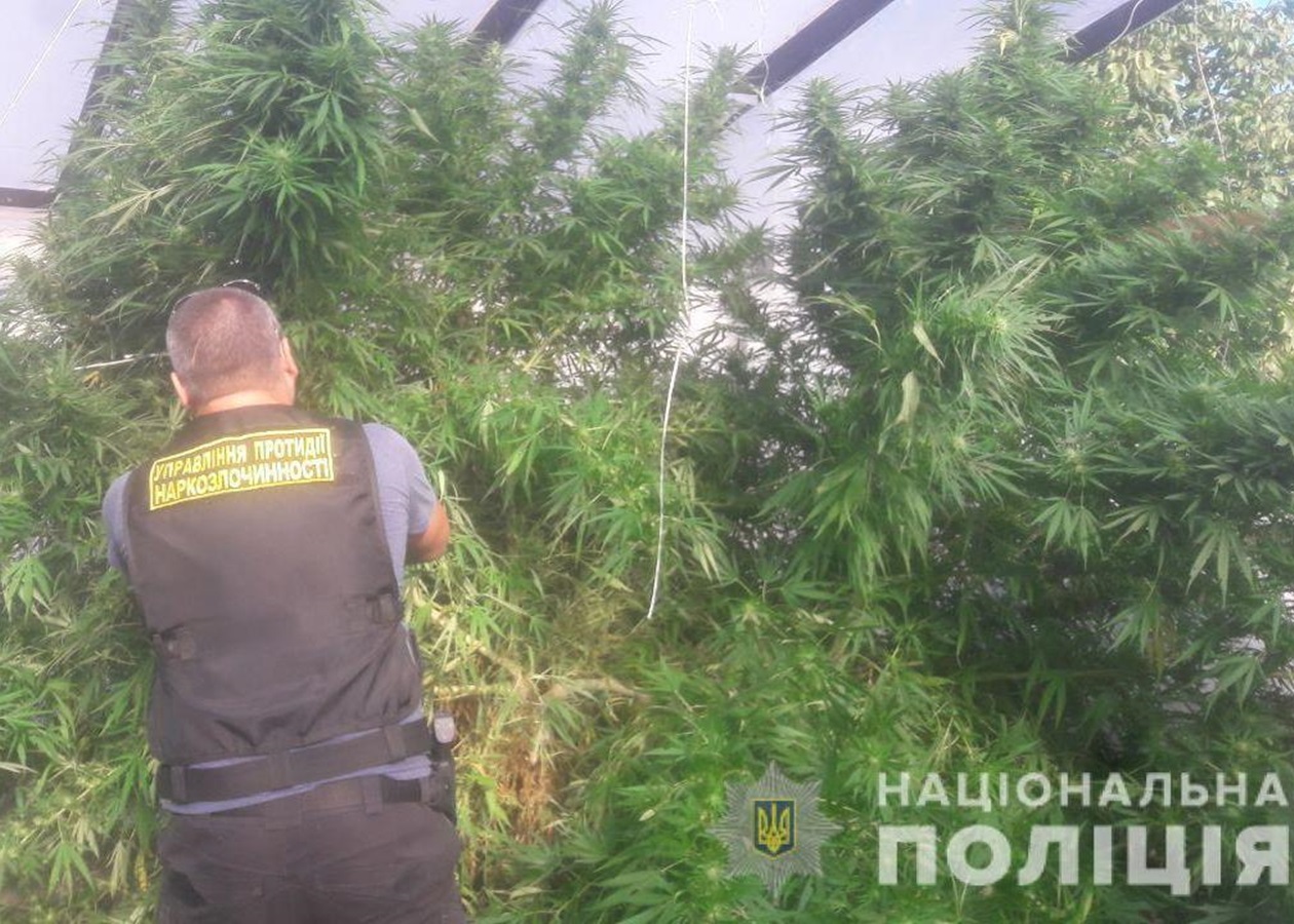 Марихуана днепропетровск 228 сбыт марихуаны