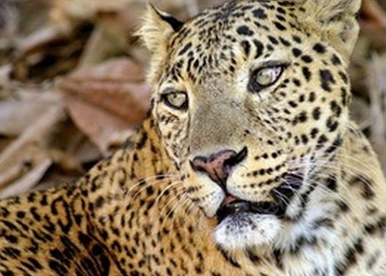 Тренировочная охота леопарда в Сочи попала на видео