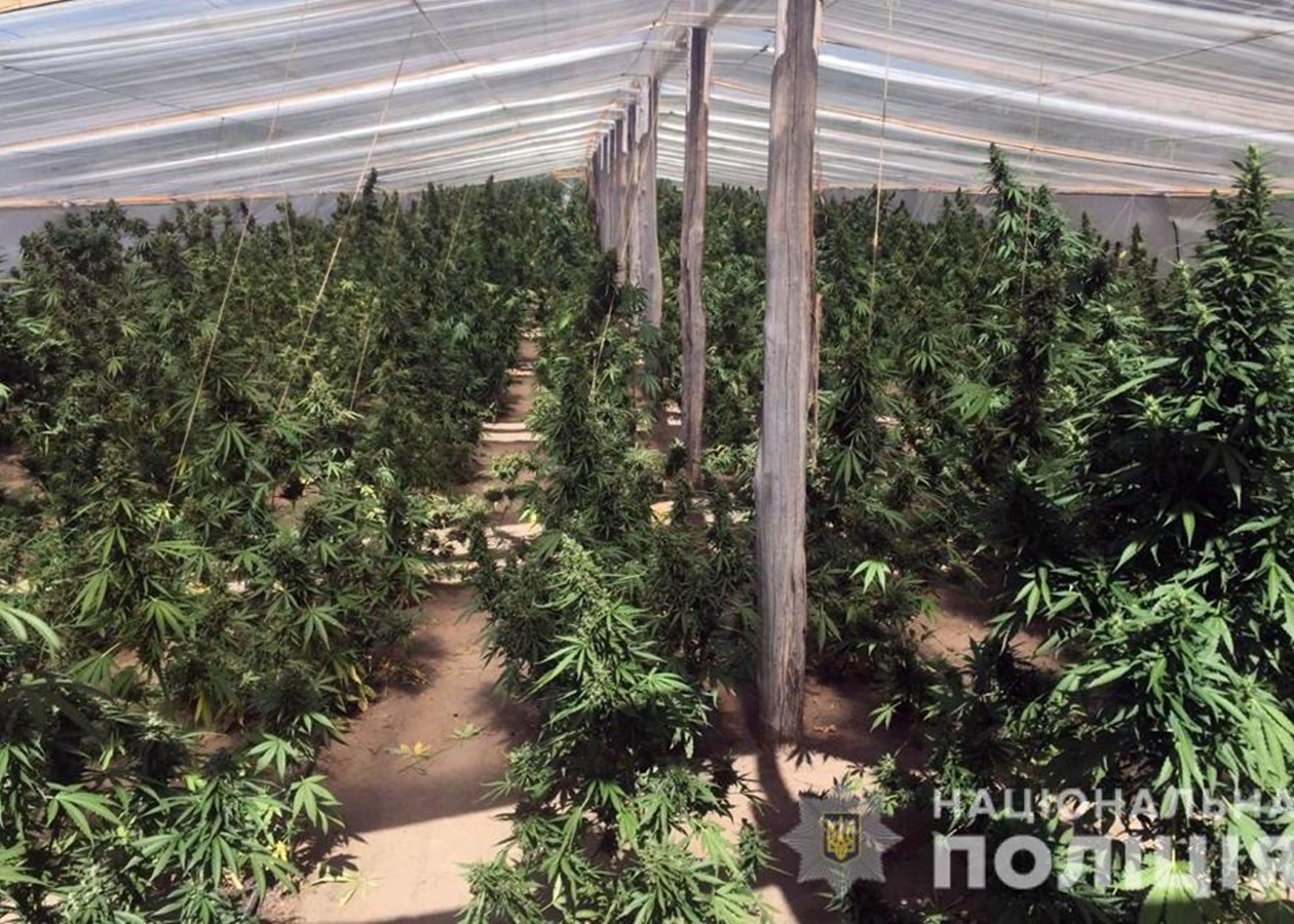 новости плантация марихуаны