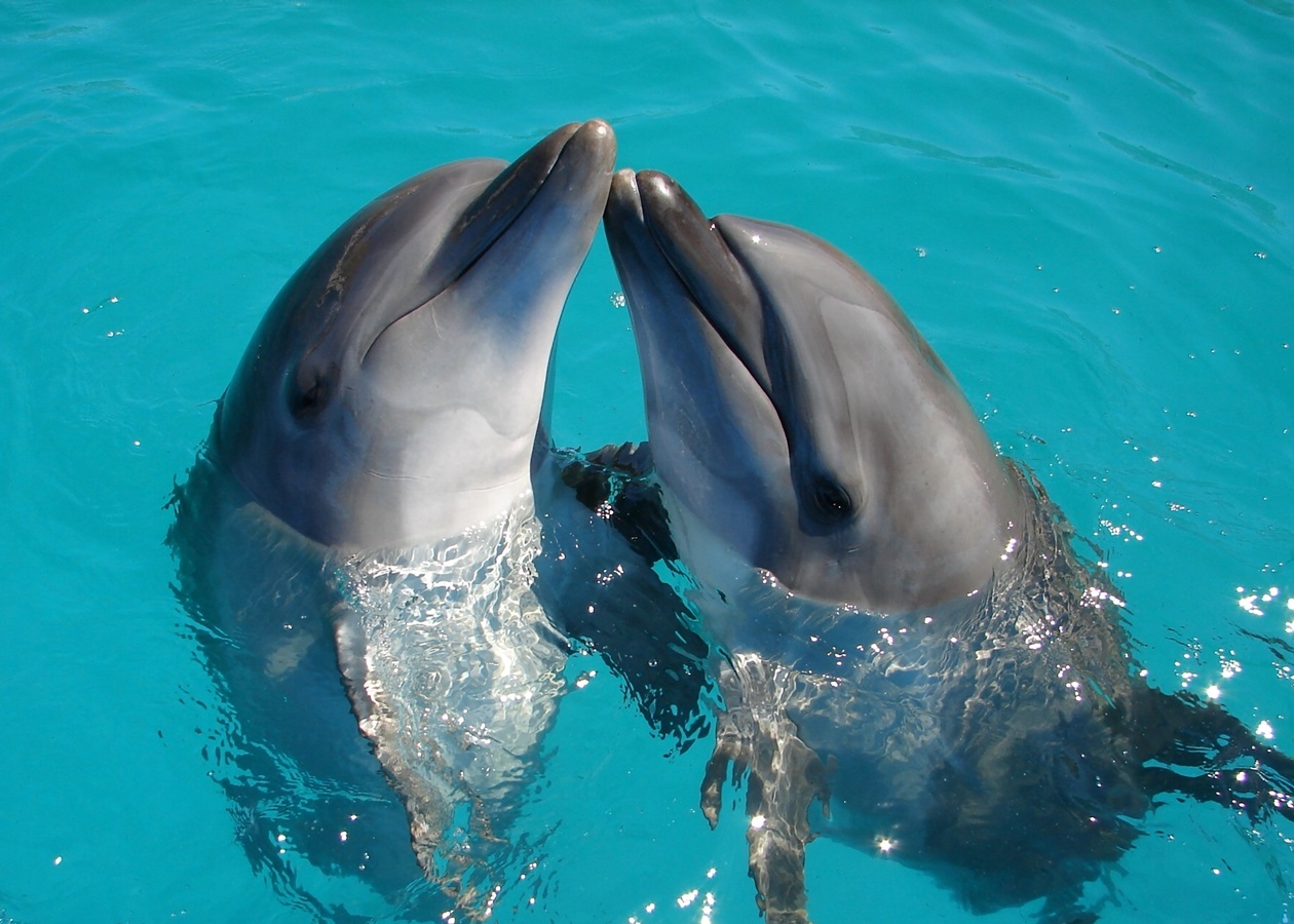 Ученые выяснили, где у самок дельфинов клитор - Korrespondent.net
