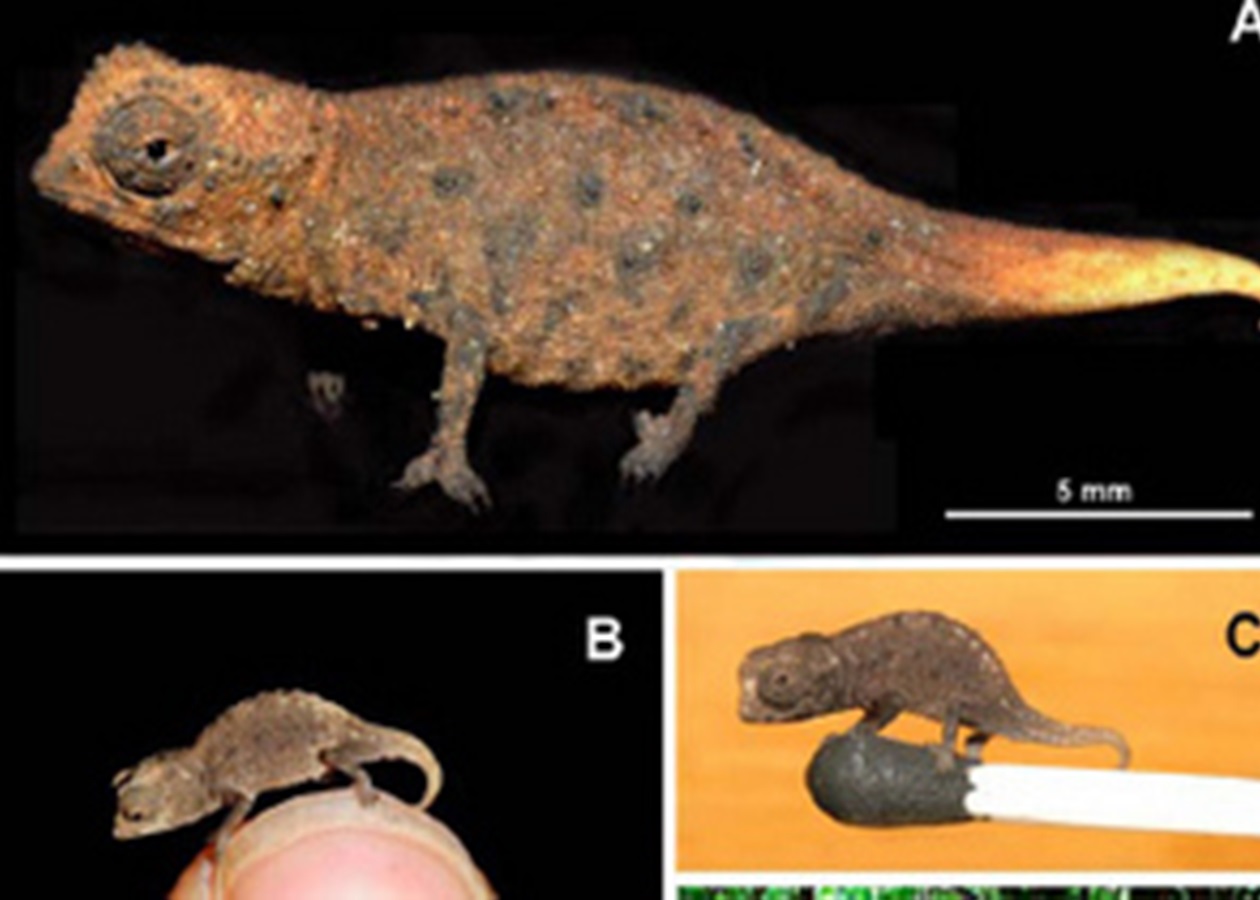 На Мадагаскаре найден самый маленький хамелеон - Korrespondent.net