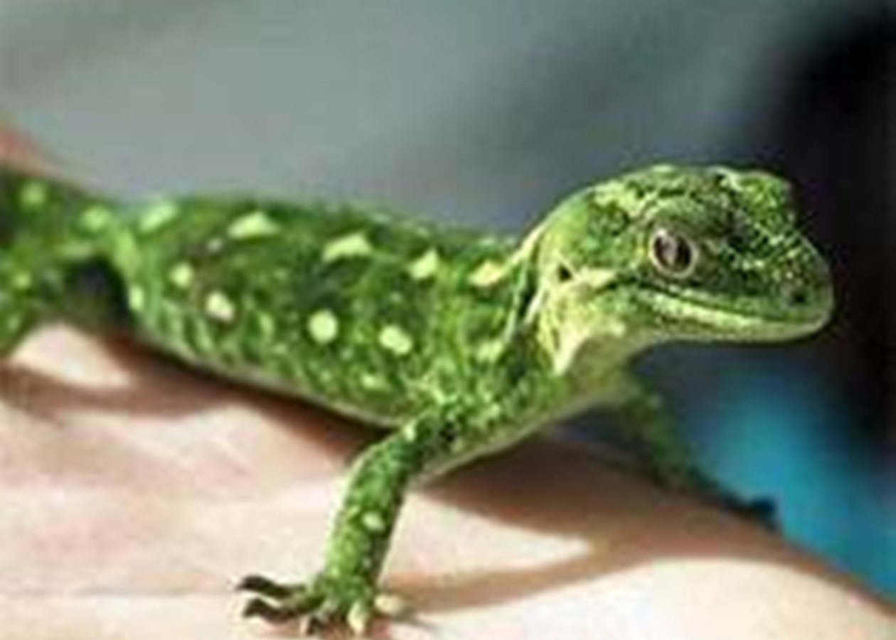 Way To Australia and Beyond -        100          Blue-tongue lizard Tiliqua scincoides        