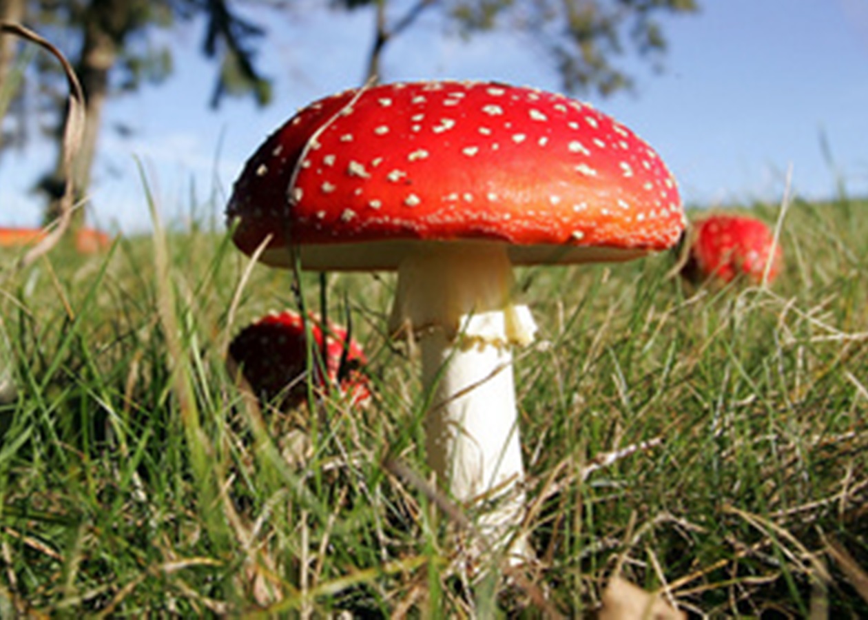 Неїстівні та смертельно небезпечні. Яких грибів варто побоюватися -  Korrespondent.net