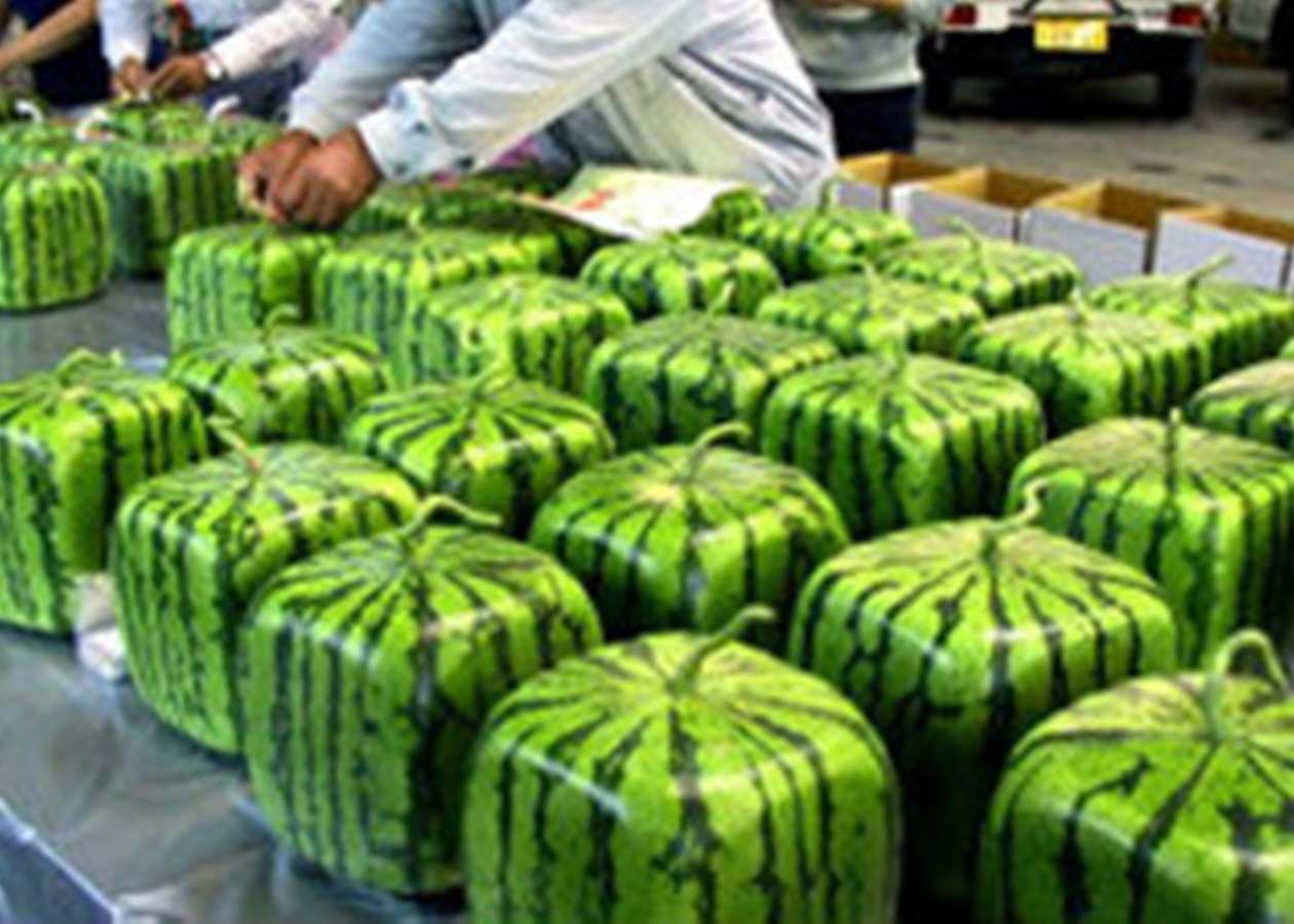 Формування і рост рослини