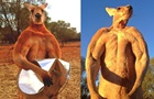 Необычный кенгуру-боксер сгибает металлические ведра вместо...