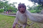 На Балі макака зробила селфі на камеру GoPro, яку відібрала у...