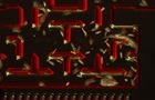 У гру Pacman зіграли одноклітинними організмами