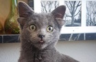 Котенок с четырьмя ушами нашел дом в Турции