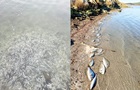 У Греції від холоду загинули сотні тисяч риб