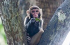 В Европе зафиксированы случаи новой болезни - оспы обезьян