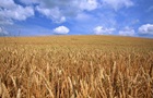 Запасов пшеницы в мире хватит на 10 недель
